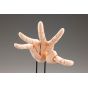 Kotobukiya Artist Support Item Hand Model L Pale Orange Figure