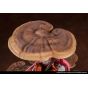 Reverse Studio The Mushroom Girls Series No 5 Ganoderma lucidum Figure